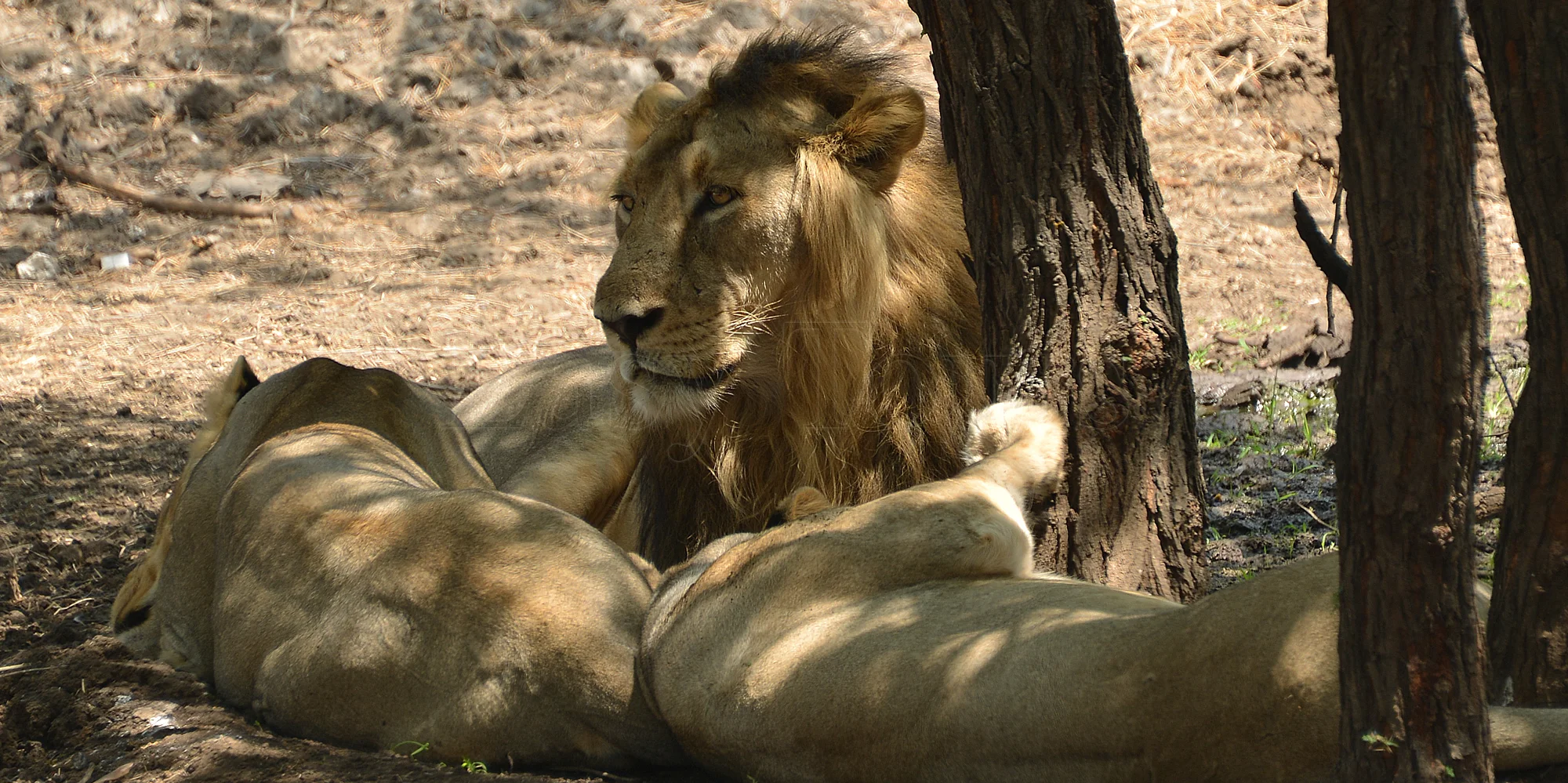 Asiatic Lion Family